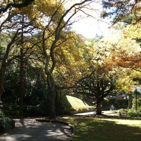 The Wellington Botanical Garden –A Heritage Natural Reserve